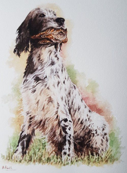 Setter, reproduction A4 sur papier d'Art